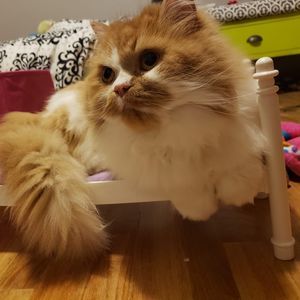 Meet your Posher, Karen